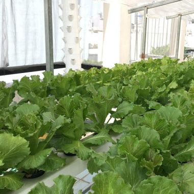 Bộ 5 tấm mút ươm thủy canh gieo hạt mỗi tấm 96 viên có lỗ