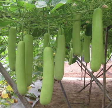 Hạt giống bầu xanh F1 Trang Nông