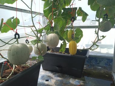 Dung dịch thủy canh Hợp Trí Hydro Melon trồng dưa ngọt 10kg