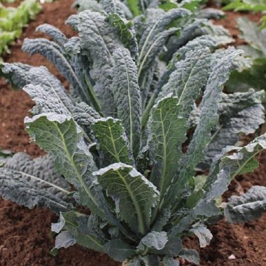 Hạt giống cải Kale khủng long - cải rổ Toscana Phú Nông gói 5gr