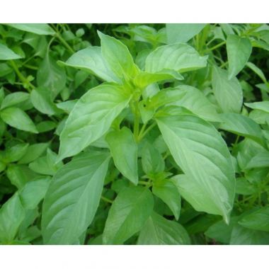 Hạt giống rau quế trắng (É trắng) gói 1gr