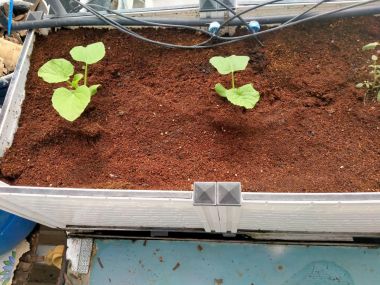 Mụn dừa đã xử lý Sfarm túi 5dm3 (~1.2kg) giữ ẩm tốt và sạch mầm bệnh