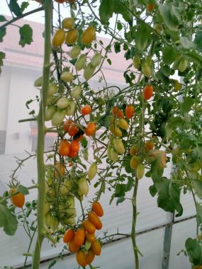  Dung dịch thủy canh Hydro Fruity cho củ quả 10kg