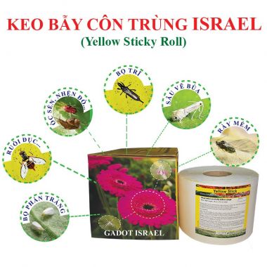 Bẫy côn trùng vàng Israel siêu dính