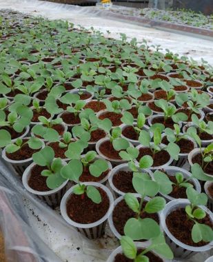 Mụn dừa đã xử lý Sfarm túi 5dm3 (~1.2kg) giữ ẩm tốt và sạch mầm bệnh