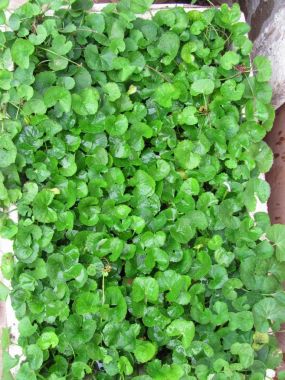 Hạt giống rau má lá nhỏ gói 1g