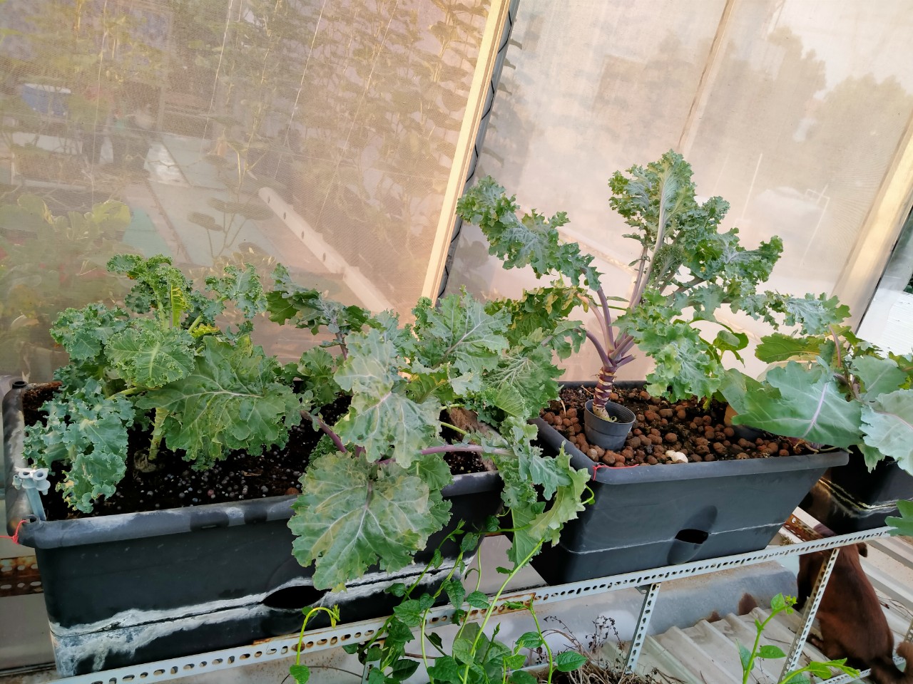 trồng cải kale trông chậu thủy canh tĩnh
