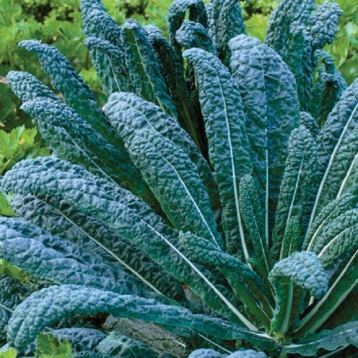 Hạt giống cải Kale khủng long - cải rổ Toscana Phú Nông gói 5gr