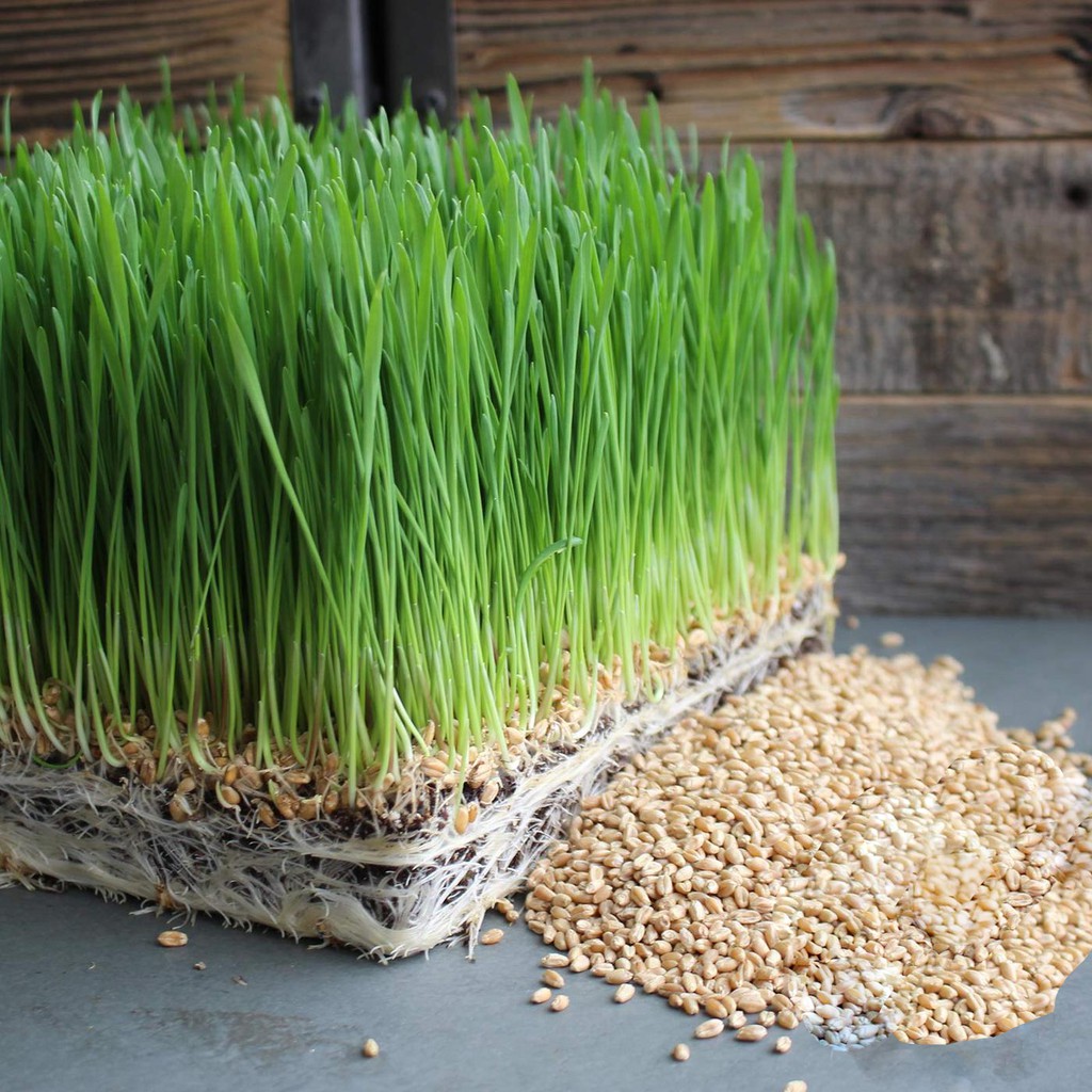 Cách trồng rau mầm lúa mạch tại nhà đơn giản