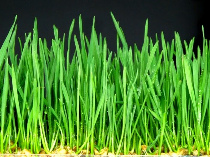 Mầm lúa mạch có thể thu hoạch sau 8-12 ngày