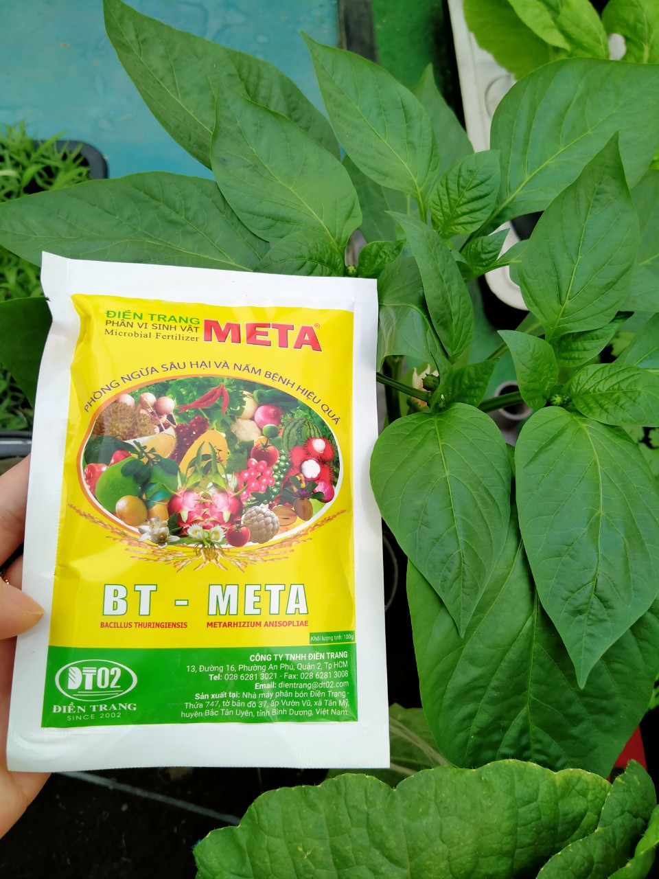 Meta BT bảo vệ vườn rau khỏi sâu hại và nấm bệnh