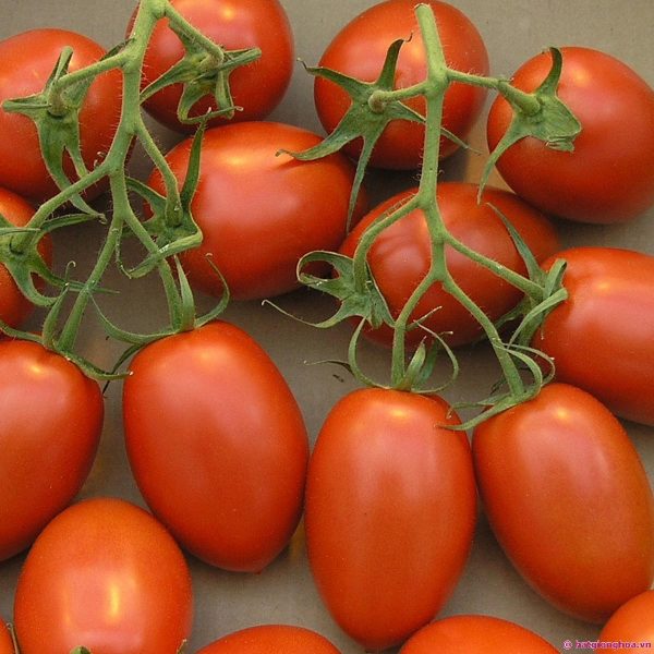 Cà chua bi giàu vitamin A và C. Tốt cho mắt, đẹp da
